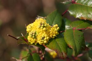 Oregon Grape Plant