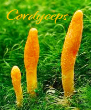 Cordyceps Antiviral