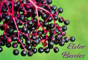 Elderberry Antiviral Herb
