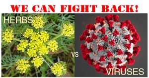 Antiviral Herbs