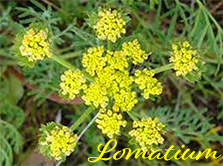 Lomatium Antiviral Herb