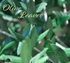 Olive Leaf Antiviral Herb