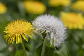 Dandelion