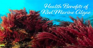 Red Marine Algae