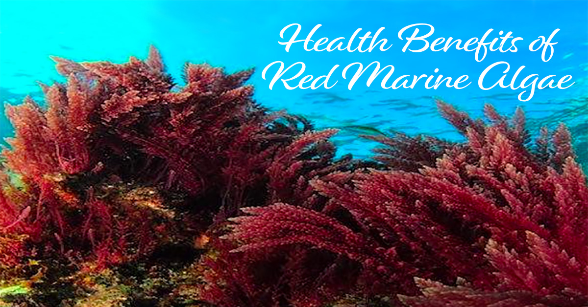Red Marine Algae