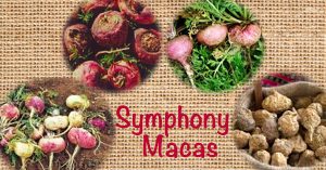 Maca Phenotypes