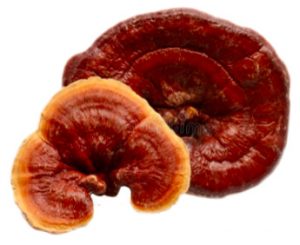 Reishi