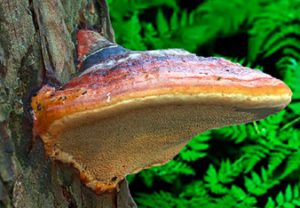 Reishi Conk