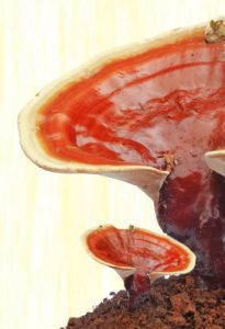 Reishi Mushroom