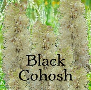 Black Cohosh