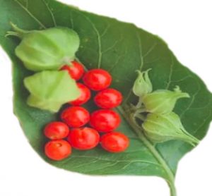 Ashwagandha Leaf with Berries