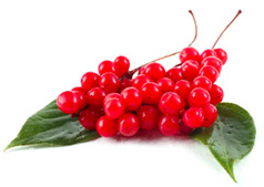 Schisandra Berries